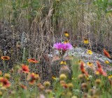 DSC_7208b.jpg