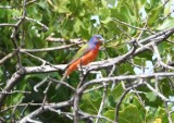DSC_7259b.jpg