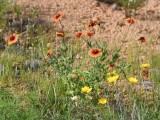 DSC_7407b.jpg