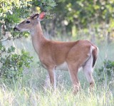 DSC_7465b.jpg