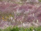 DSC_7509b.jpg