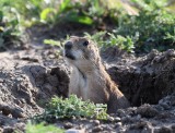 DSC_7514b.jpg
