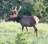 DSC_7530b.jpg