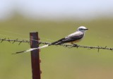 DSC_4525b.jpg