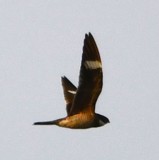 DSC_5306b.jpg