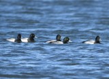 DSC_2303b.jpg