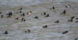 DSC_2507b.jpg
