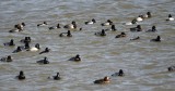 DSC_2508b.jpg