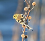 DSC_3471b.jpg