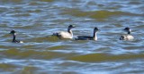 DSC_3613b.jpg