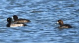 DSC_3658b.jpg