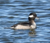DSC_3679b.jpg