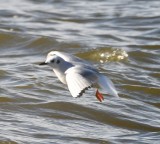 DSC_3688b.jpg