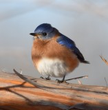 DSC_4205b.jpg