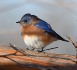 DSC_4207b.jpg