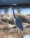 DSC_4232b.jpg