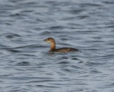 DSC_5278b.jpg