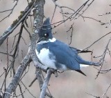 DSC_5316b.jpg