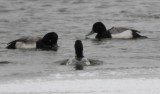 DSC_8151b.jpg