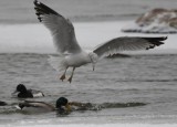 DSC_8152b.jpg