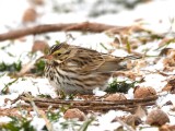 DSC_8216b.jpg