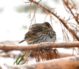 DSC_8217b.jpg