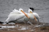 DSC_8242b.jpg
