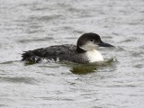 DSC_9907b.jpg