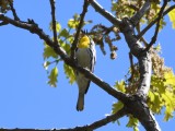 DSC_2126b.jpg