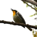 DSC_3755b.jpg