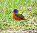DSC_3779b.jpg