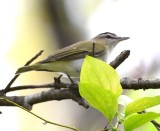 DSC_3785b.jpg