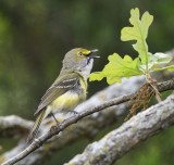 DSC_3826b.jpg