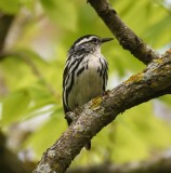 DSC_3888b.jpg