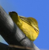 DSC_4163b.jpg
