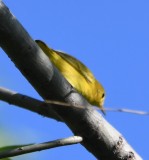 DSC_4166b.jpg