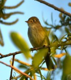 DSC_4229b.jpg