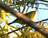 DSC_4233b.jpg