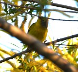 DSC_4234b.jpg