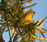 DSC_4239b.jpg