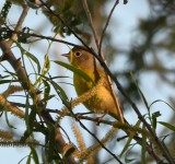DSC_4242b.jpg