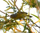DSC_4247b.jpg