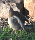 DSC_4257b.jpg
