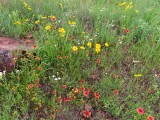 IMG_5206b.jpg