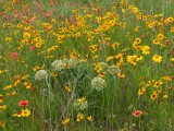 IMG_5264b.jpg