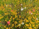 IMG_5269b.jpg