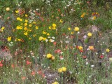 IMG_5276b.jpg