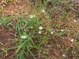 IMG_5278b.jpg
