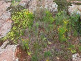 IMG_5280b.jpg