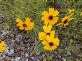PXL_20210525_142301653.jpg